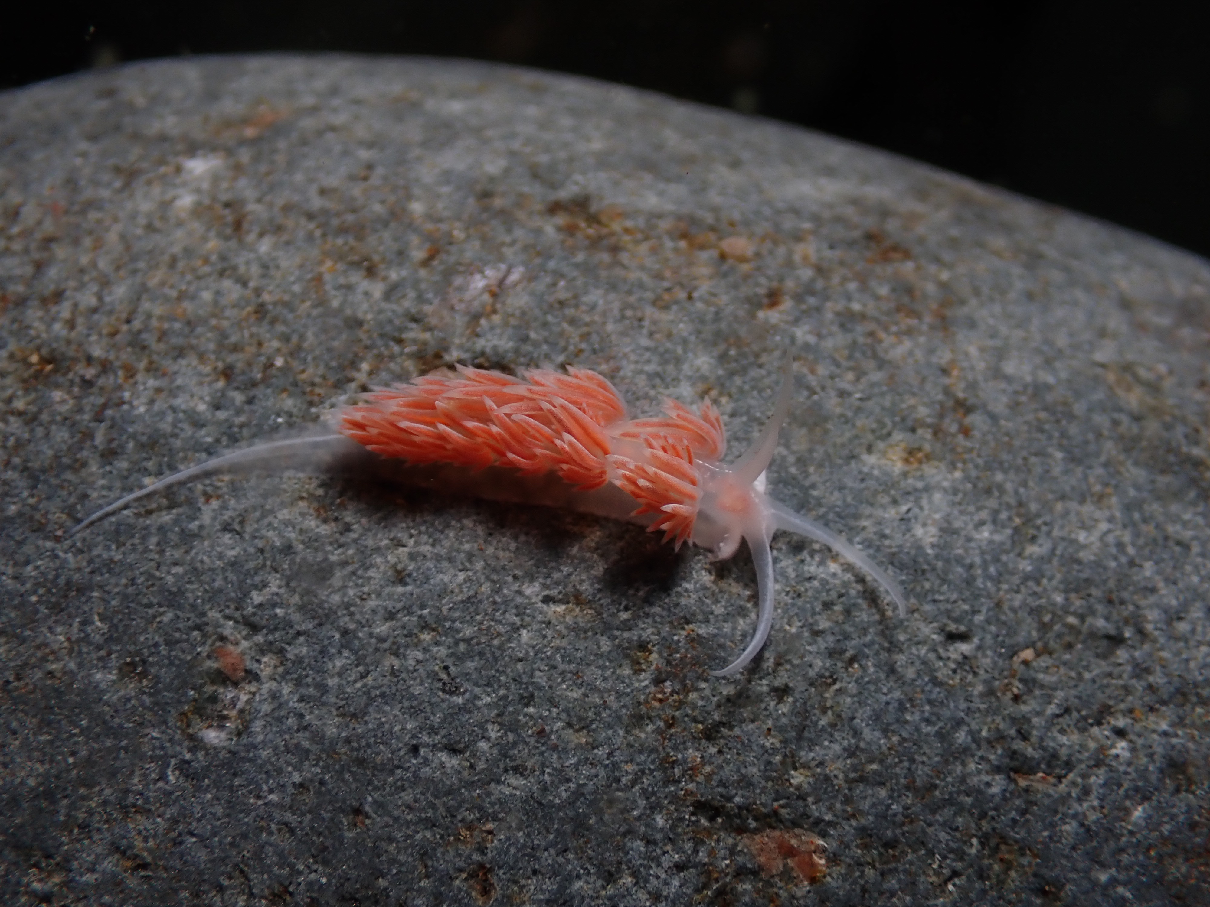 nudi